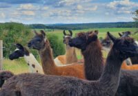 Credits: Lisa Ulrich