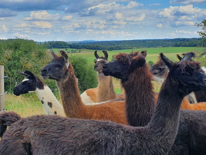 Lamas gehören zu den Kleinkamelen Foto Lisa Ulrich | Pugnalom Credits: Lisa Ulrich