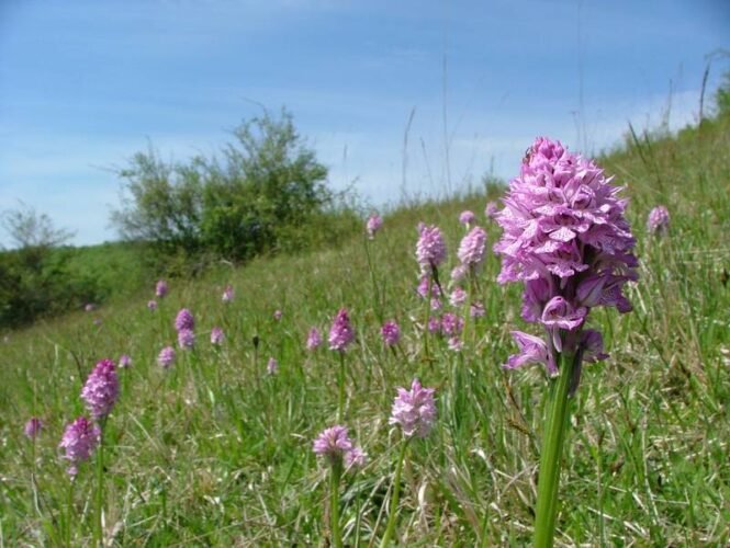 orchideenwiese_xl | Pugnalom Credits: kalkmagerrasen.net, Universität Osnabrück