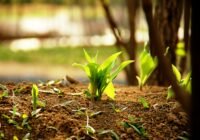 Credits:  ?? ?, pexels