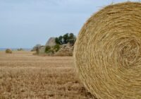 Credits: Francesca Milano, pexels