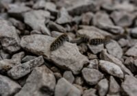 Credits: Nadine Ginzel, pexels