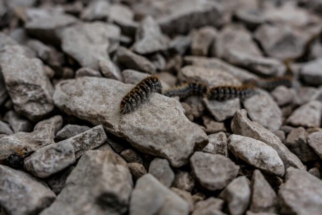 pexels-nadine-ginzel-80607840-20121331 | Pugnalom Credits: Nadine Ginzel, pexels