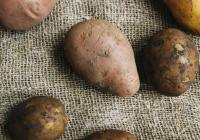 Credits: Polina Tankilevitch, pexels