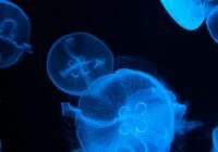 Credits: Ryutaro Tsukata, pexels