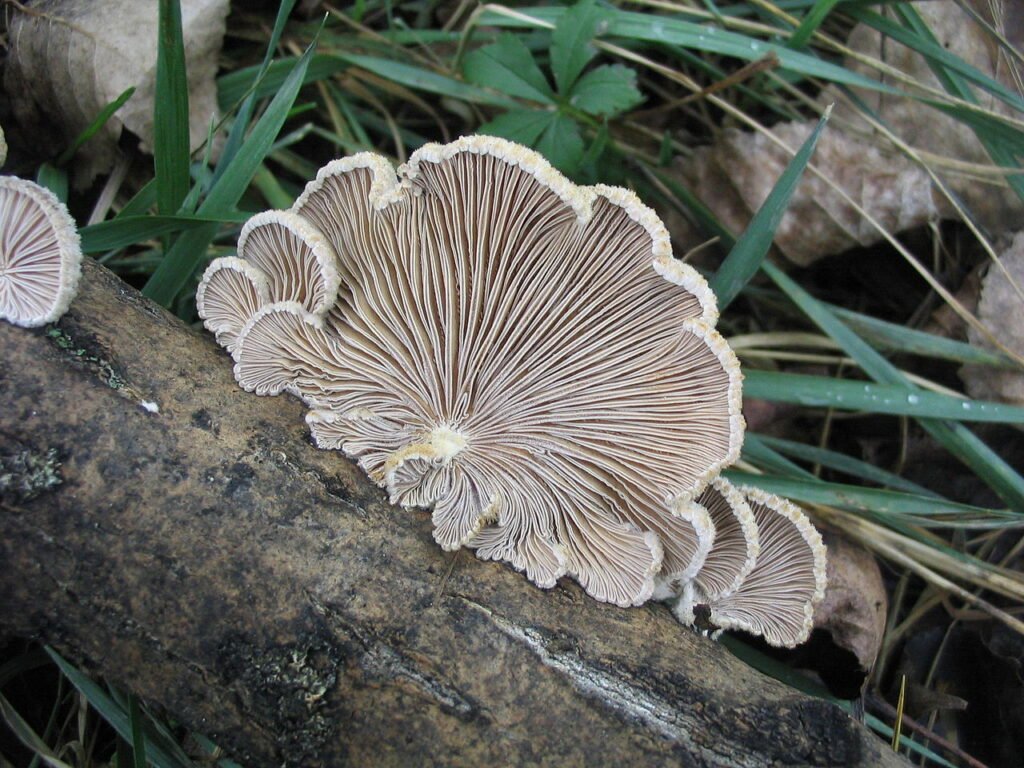 Credits: Dr. Hagen Graebner, Wikipedia