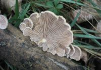 Credits: Dr. Hagen Graebner, Wikipedia