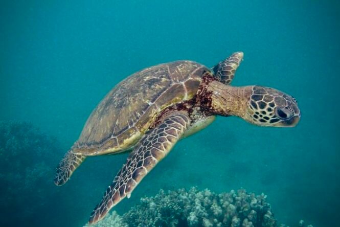 Low-Res_IMG_6214 | Pugnalom