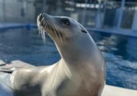 Credits: Colleen Reichmuth, NOAA NMFS 23554