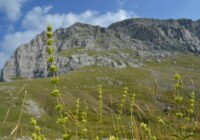 Credits: Theodoridis