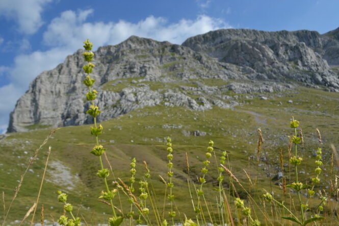 Credits: Theodoridis