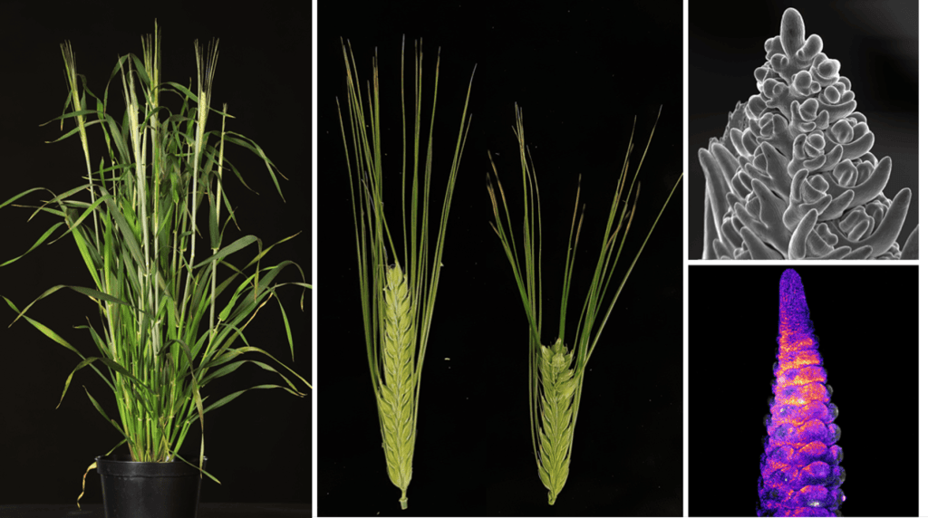 Credits: Isaia Vardanega, HHU