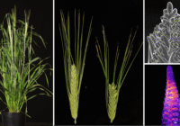 Credits: Isaia Vardanega, HHU