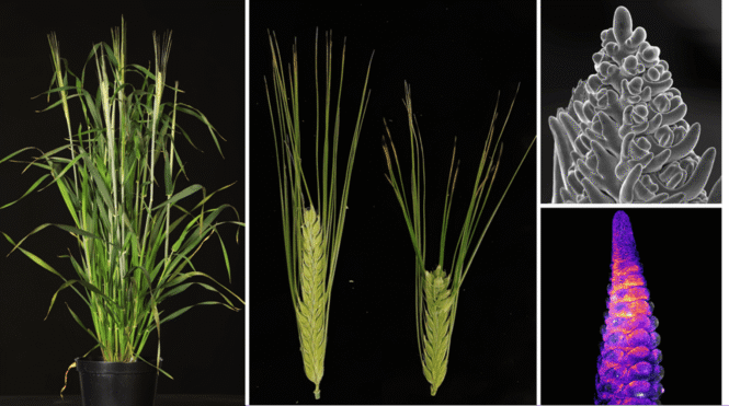 newsimage406563 | Pugnalom Credits: Isaia Vardanega, HHU