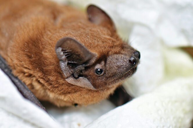 newsimage406586 | Pugnalom Credits: Dmytro Zubkov, Leibniz-IZW