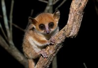 Credits: Manfred Eberle, Deutsches Primatenzentrum GmbH