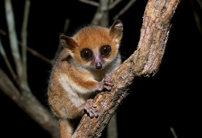 Credits: Manfred Eberle, Deutsches Primatenzentrum GmbH