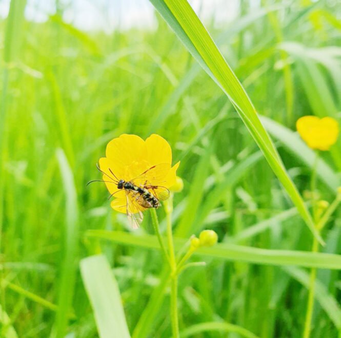 newsimage406754 | Pugnalom Credits: Universität Würzburg