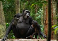 Credits: Liran Samuni, Taï Chimpanzee Project 