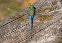 Credits: Dirk Pape-Lange