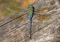 Credits: Dirk Pape-Lange