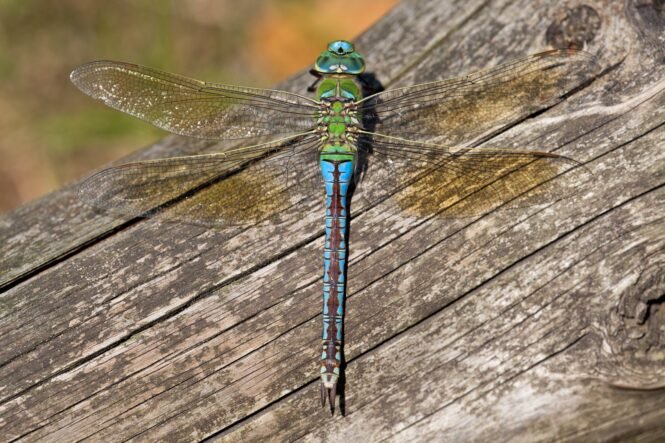 Credits: Dirk Pape-Lange