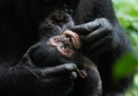 Credits: Liran Samuni, Taï Chimpanzee Project