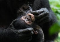 Credits: Liran Samuni, Taï Chimpanzee Project