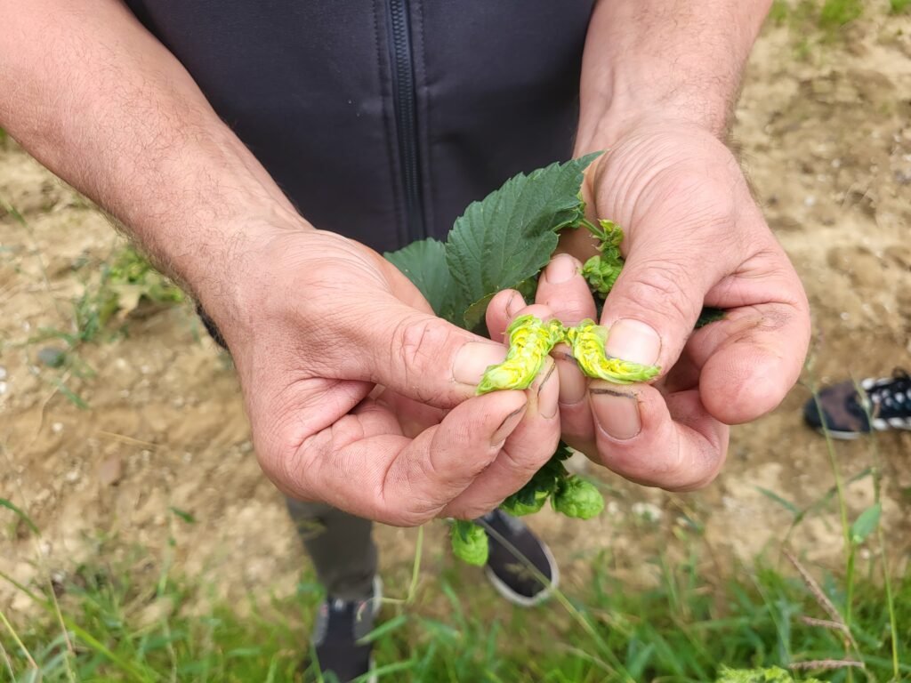 newsimage406928 | Pugnalom Credits: Fraunhofer IGCV