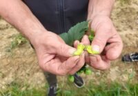 Credits: Fraunhofer IGCV