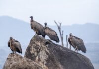 Credits: Jon A. Juarez, Leibniz-IZW