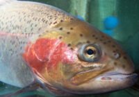 Credits: Goldammer, FBM