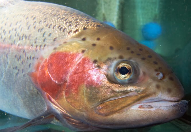 Credits: Goldammer, FBM