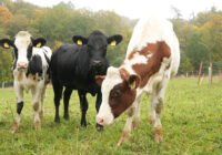 Credits: Claret Canelon