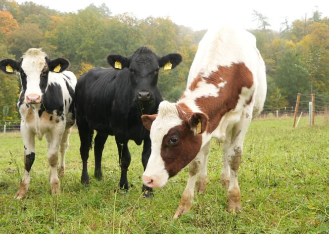 Credits: Claret Canelon