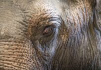 Credits: Jan Zwilling, Leibniz-IZW