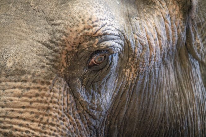 Credits: Jan Zwilling, Leibniz-IZW