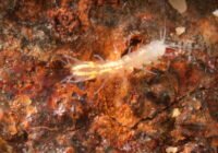 Credits: Heide Stein, Carsten Grabow und Hans Jürgen Hahn, RPTU