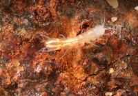 Credits: Heide Stein, Carsten Grabow und Hans Jürgen Hahn, RPTU