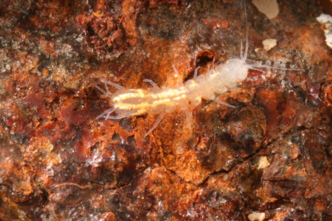 newsimage407385 | Pugnalom Credits: Heide Stein, Carsten Grabow und Hans Jürgen Hahn, RPTU