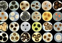 Credits: Ana Gubenšek