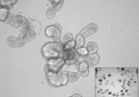 Credits: Max Kellner, HZI