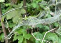 Credits: Ludwig Straßer, LWF