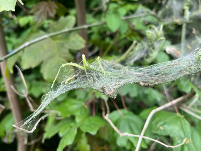 Credits: Ludwig Straßer, LWF