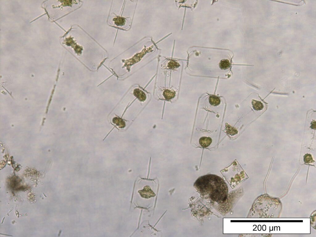 Credits: Bank Beszteri, pexels