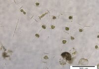 Credits: Bank Beszteri, pexels