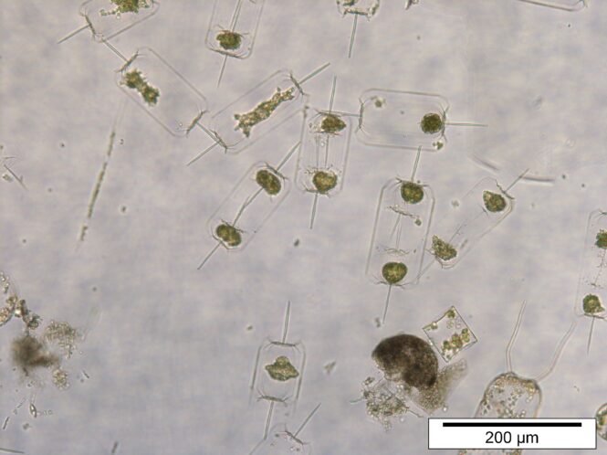 Credits: Bank Beszteri, pexels