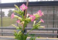 Credits: Enrique Gonzalez-Duran, MPI-MP