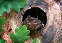 Credits: Carolin Scholz, Leibniz-IZW 