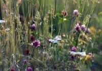 Credits: JÉSHOOTS, pexels